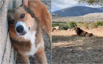 Αυτός ο σκύλος βρέθηκε στις Κεραμειές - Τον αναζητά κανείς;