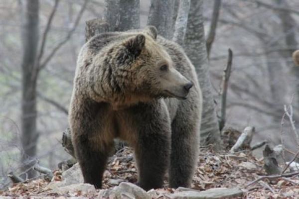 Οι αρκούδες του Νυμφαίου φέτος ξύπνησαν νωρίς