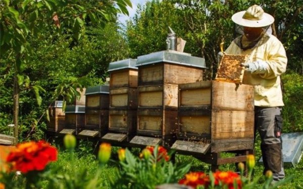 Αίτηση - Δήλωση κατεχόμενων κυψελών από τους ντόπιους μελισσοκόμους