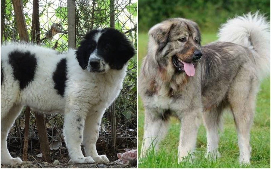 Διλινάτα: Χάθηκαν δύο πανέμορφα σκυλιά - Δίδεται αμοιβή για έγκυρες πληροφορίες