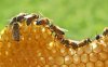 Ε.Α.Σ.: Λήγει η προθεσμία αιτήσεων για την προστασία των μελισσοσμηνών