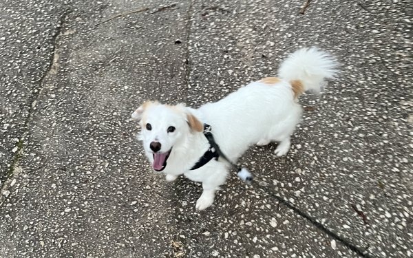 Χάθηκε σκυλάκι ράτσας Κοκόνι