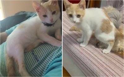 Χάθηκε γατάκι 4 μηνών στο Αργοστόλι