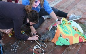 Αργοστόλι: Επιχείρηση διάσωσης θαλάσσιας χελώνας Καρέτα - Καρέτα που είχε καταπιεί αγκίστρι (εικόνες)