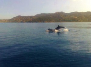 Δελφίνια εμφάνιστηκαν στον Πόρο!