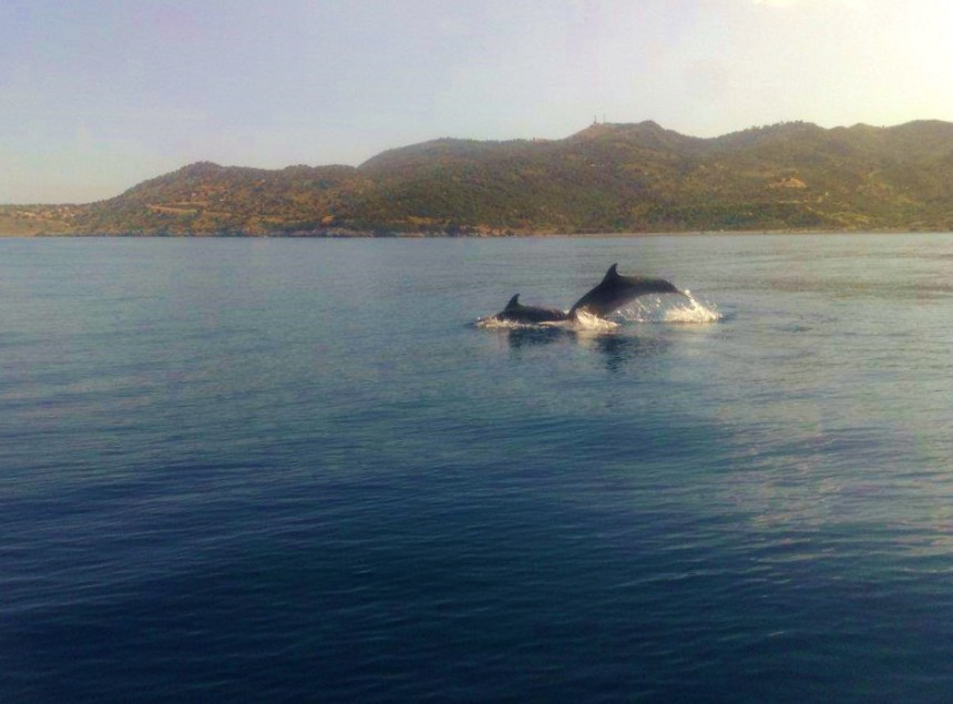 Δελφίνια εμφάνιστηκαν στον Πόρο!