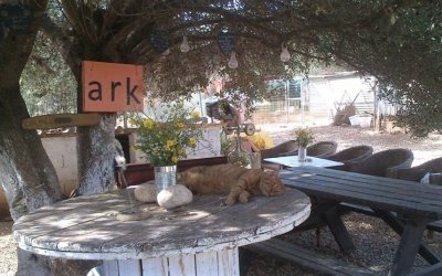 Ευχαριστήριο προς τον Σύλλογο Ζωόφιλων Ντόρις - Έσωσαν από βέβαιο θάνατο έναν πανέμορφο γάτο