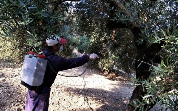 Ξεκινάει ο “Β Δολωματικός ψεκασμός Προγράμματος Δακοκτονίας 2018”