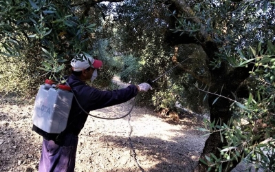 Ξεκινάει ο “Β Δολωματικός ψεκασμός Προγράμματος Δακοκτονίας 2018”