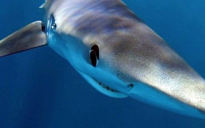 iSea: Εμφανίσεις Γλαυκοκαρχαριών κοντά στην ακτή- Οι καρχαρίες δεν αποτελούν λόγο πανικού, αλλά αναπόσπαστο κομμάτι των θαλασσών