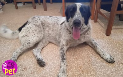 myPET: Η Μάγια ψάχνει για οικογένεια (030)