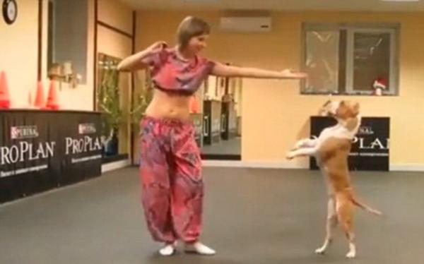 Δείτε pitbull να χορεύει οριεντάλ! (video)