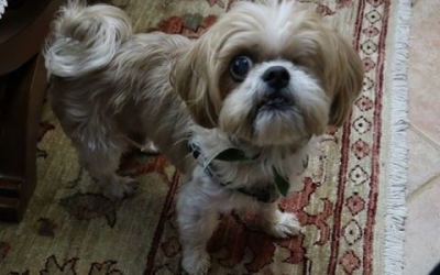 Βρέθηκε γρήγορα ο «Μορις» , μετά την ανάρτηση του INKEFALONIA.GR