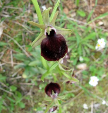 «Ελληνικές Αυτοφυείς Ορχιδέες: Βιοποικιλότητα και Εγγενής Πολλαπλασιασμός In Vitro».