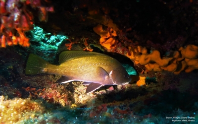 Θαλάσσιοι οργανισμοί της Κεφαλονιάς και της Ιθάκης : Σηκιός, η Σκιά των θαλασσών