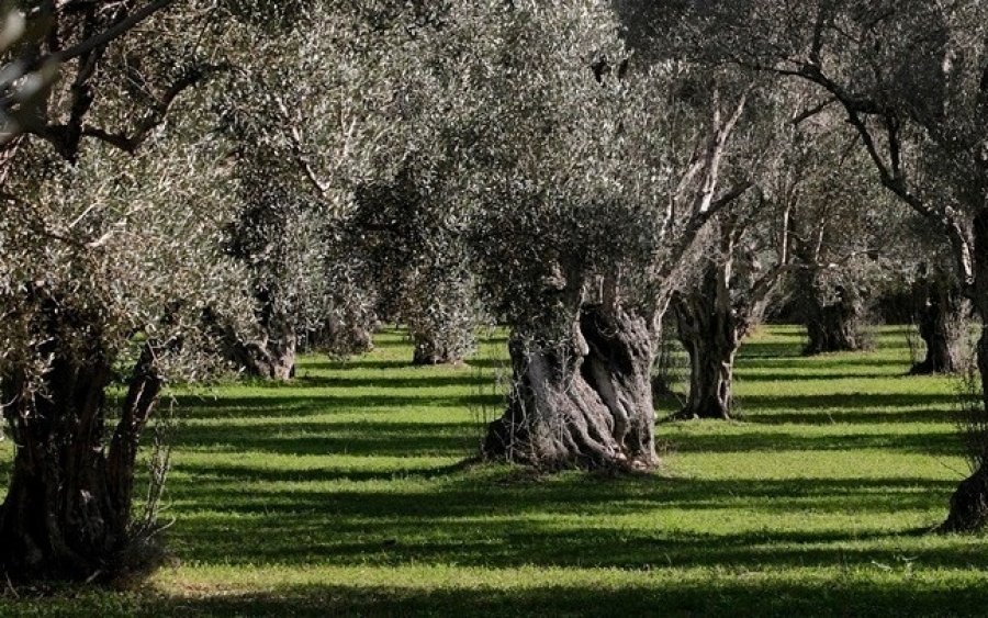 Διαδικτυακή Ημερίδα στο πλαίσιο του προγράμματος ΒΙΟΜΝΗΜΕΣ για τους Μνημειακούς Ελαιώνες στο Ιόνιο (πρόγραμμα)