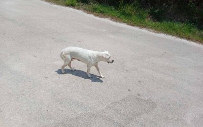 Αδέσποτο σκυλί στον Αγκώνα – Έκκληση προς τον ιδιοκτήτη του να μεριμνήσει