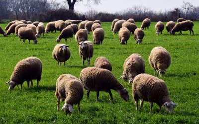 Παγίδες για ανεπιτήρητα αιγοπρόβατα τοποθετεί ο Δήμος Σάμης σε 3 περιοχές