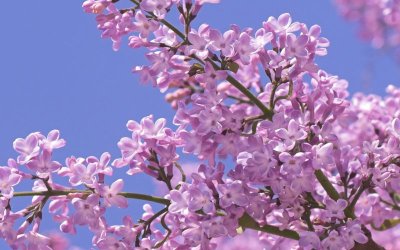 Ο Απρίλης με τα λούλουδα και με την Πασχαλιά - Καλό μήνα!