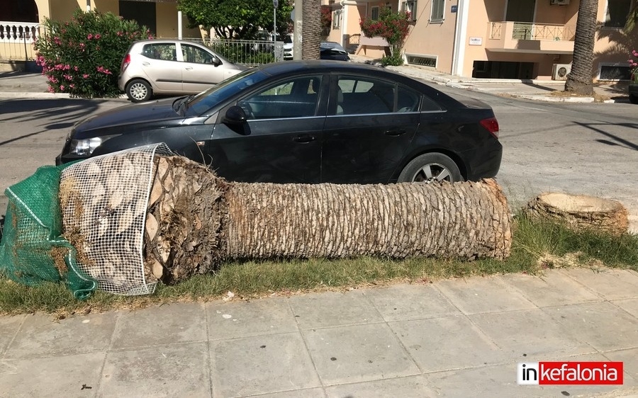 Κόπηκαν και άλλοι φοίνικες στην Ριζοσπαστών (εικόνες)