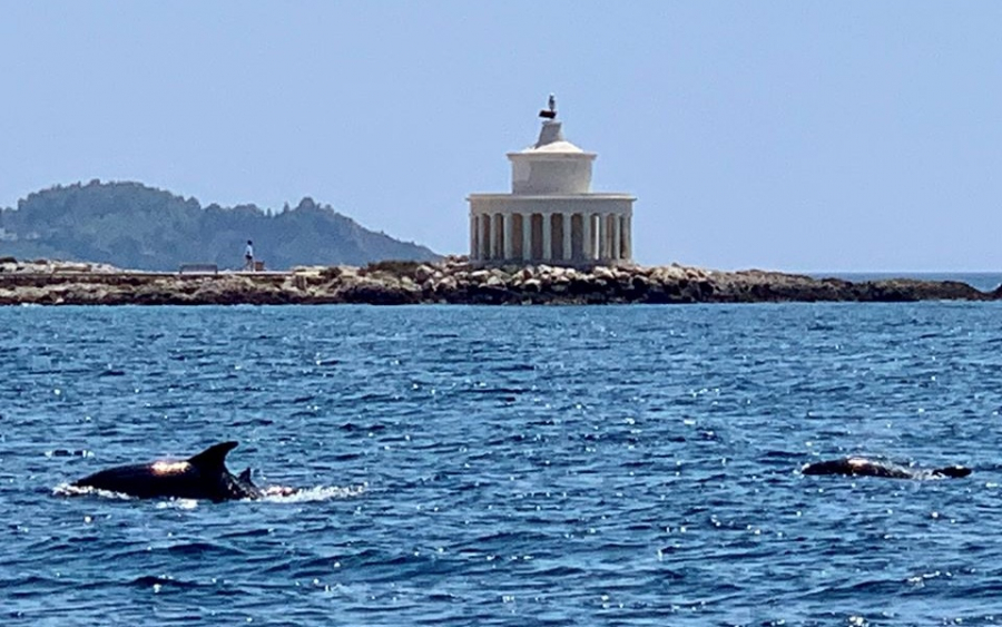 Δελφίνια εμφανίστηκαν στο Φανάρι Αργοστολίου! (εικόνα)