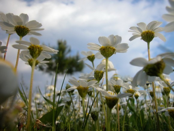 Αργοστόλι: Ξερίζωσαν τα λουλούδια στην παραλιακή...