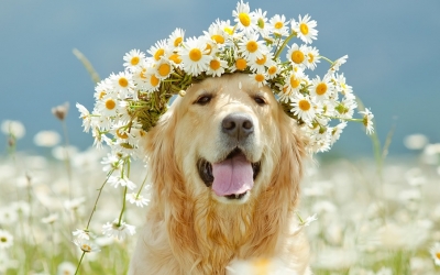 Νέος νόμος φέρνει μεγάλες αλλαγές για κατοικίδια και αδέσποτα -Νέα τέλη και κυρώσεις