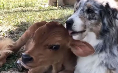 Μοσχαράκι γλίτωσε από το σφαγείο και έγινε... αχώριστος φίλος με έναν σκύλο (Video)