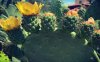 Opuntia Kefalonia - Open Farm Days 2023, μια «Γιορτή στο κτήμα» την Κυριακή 1/10