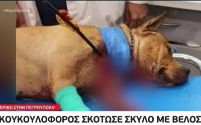 Φρίκη: Κουκουλοφόρος σκότωσε σκύλο με βέλος – Αναζητείται για κακούργημα
