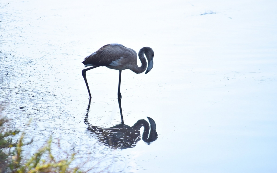 Ενα μικρό flamingo στον Κούταβο (εικόνες)