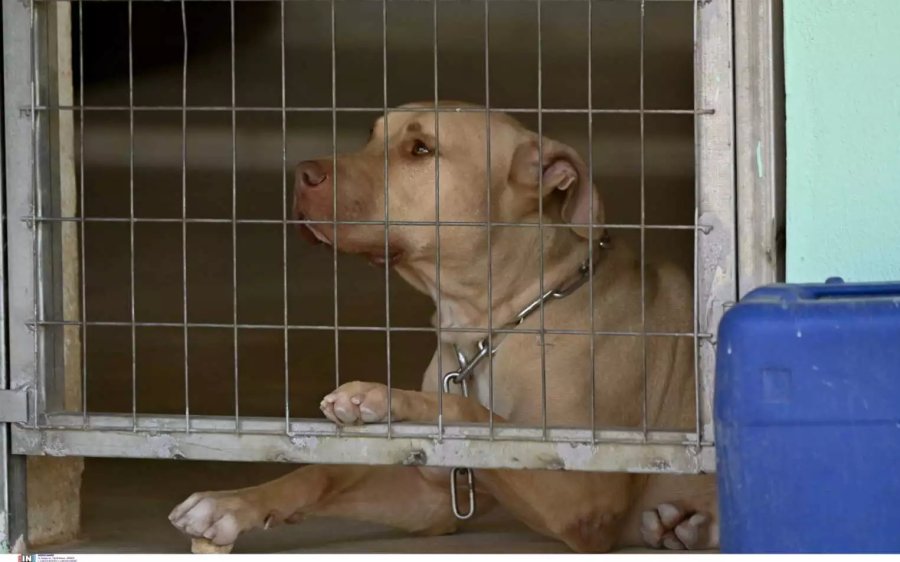 Πάτρα: 30.000 πρόστιμο στον 64χρονο οδηγό για κακοποίηση ζώου – Έσερνε αλυσοδεμένο έναν σκύλο