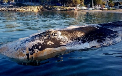 Φάλαινα στην Κερατέα: Μέχρι και μπαταρία αυτοκινήτου στο στομάχι της (εικόνες)