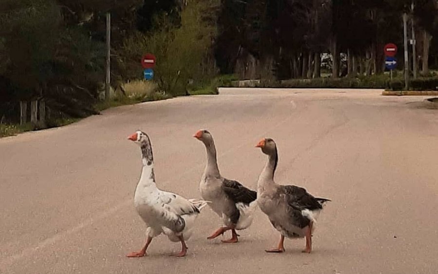 Κούταβος: Οι κυρίες της αυλής...