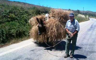 Γεράσιμος Γαλανός: Καλώς τόνε τον Θεριστή