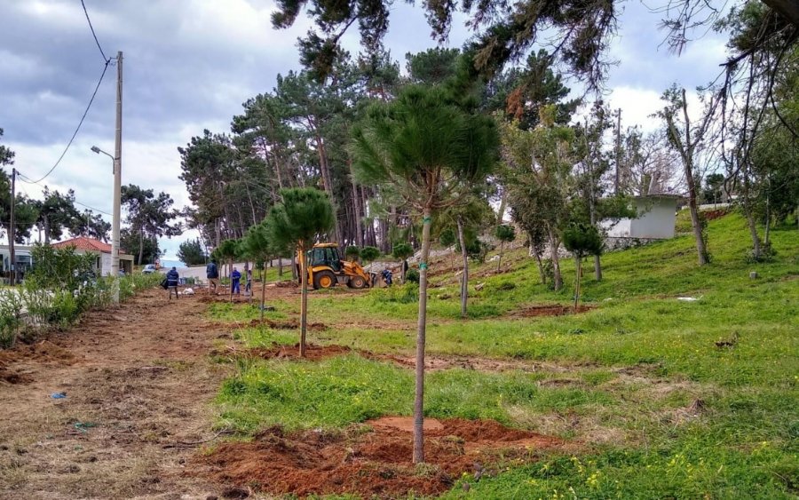 Ξεκίνησε η αναδάσωση στο πευκόδασος της Σκάλας (εικόνες)