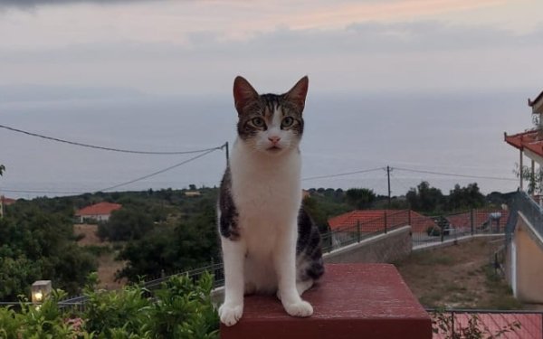 Χάθηκε ο Σακελλάρης από τις Πλατιές