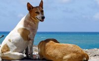 Η πονεμένη ιστορία ζωής του σκύλου που βρέθηκε με 20 σκάγια στο σώμα του - Η μεγάλη του μάχη στον Βόλο