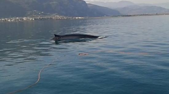 Φάλαινα έκανε βόλτες στα Καμένα Βούρλα! (εικόνες)