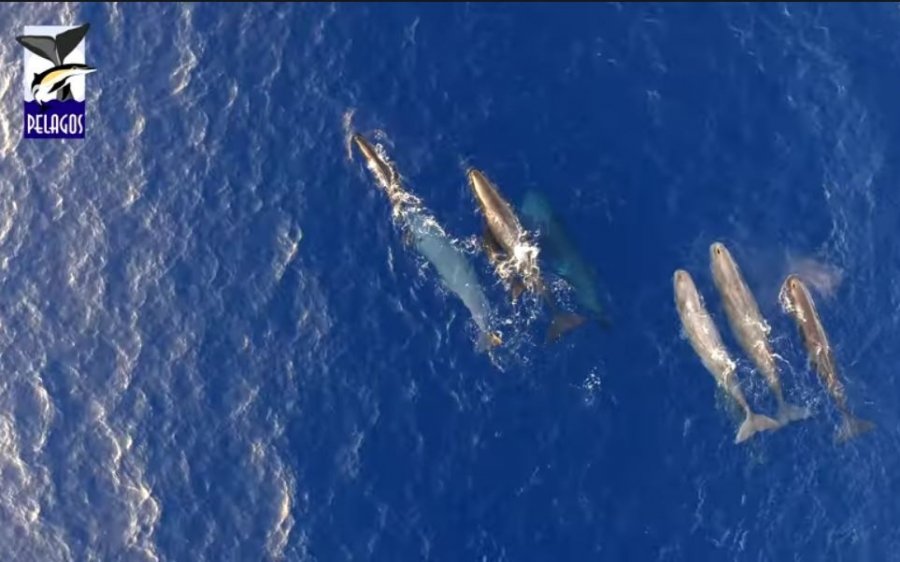 Ιόνιο: Η στιγμή που φάλαινα θηλάζει το μικρό της – Μαγικές εικόνες από drone στη θάλασσα! (video)