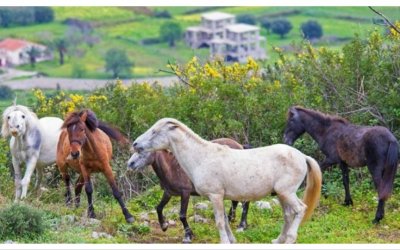 Η ΛΑ.ΣΥ. για την σύγκρουση μοτοσικλετιστή με τα Άλογα του Αίνου