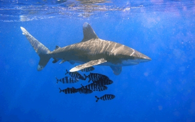 Τηλέμαχος Μπεριάτος: Καρχαρίες στο Ιόνιο – Ένα απειλούμενο είδος (εικόνες)