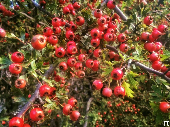 "Κράταιγος": Ένα πολύτιμο "φάρμακο" στα βουνά της Κεφαλονιάς!