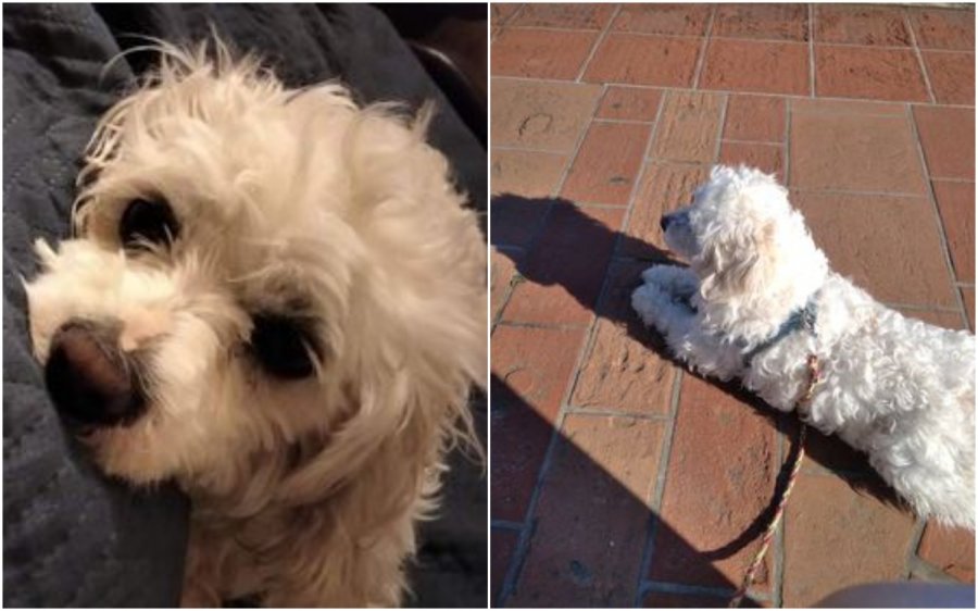 Βρέθηκε το σκυλάκι γκριφόν που είχε χαθεί στο Αργοστόλι