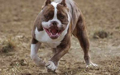 Σοκαριστικό περιστατικό με επίθεση σκυλιών στην Πεσσάδα