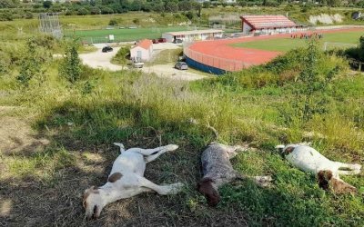 Ληξούρι: Τρία νεκρά σκυλιά από φόλα - &quot;Να μην περάσει ατιμώρητο για μια ακόμη φορά ένα τέτοιο έγκλημα&quot;