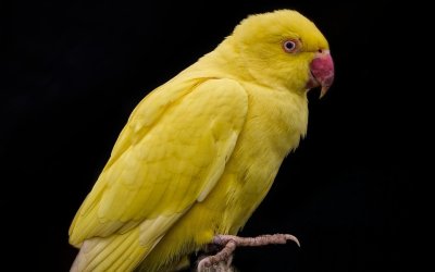 Bρέθηκε παπαγάλος σε κεντρικό σημείο του Αργοστολίου