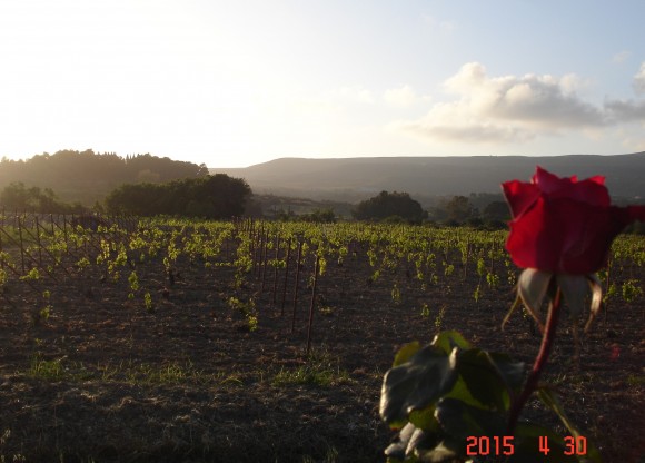 Πρωτομαγιάτικες ευχές απο το Οινοποιείο "Φοίβος"