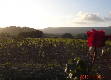 Πρωτομαγιάτικες ευχές απο το Οινοποιείο "Φοίβος"