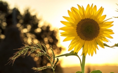 Ληξούρι: Εκδήλωση για την Παγκόσμια Ημέρα Περιβάλλοντος